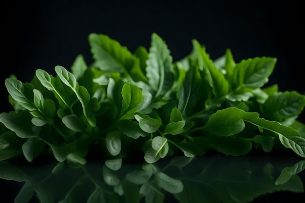 This is a photo of arugula a leafy green vegetable It was taken close in a studio with a dark background AI Generated