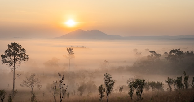 This is the photo of mountain pidsanulok Thailand in the morning during sunrise with mist and fog mountain range and trees sihoulette.