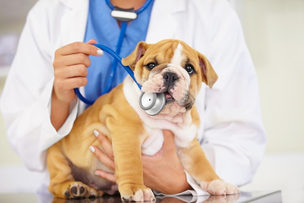 This isnt a chew toy Cropped shot of a vet trying to listen to a bulldog puppys heartbeat