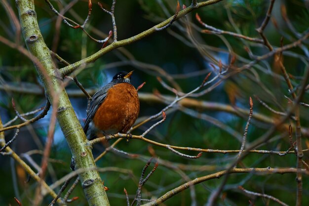 Photo this photo session captures the grace and beauty of the american robin in its natural habitat