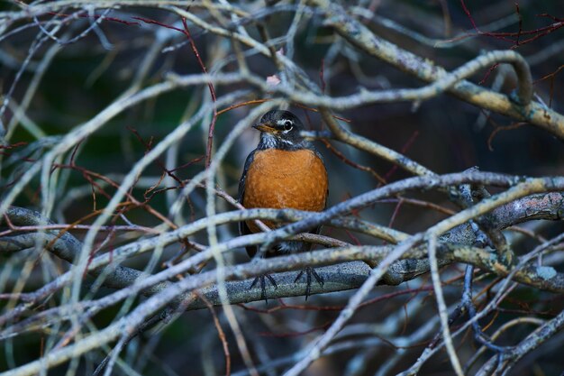 This photo session captures the grace and beauty of the American robin in its natural habitat