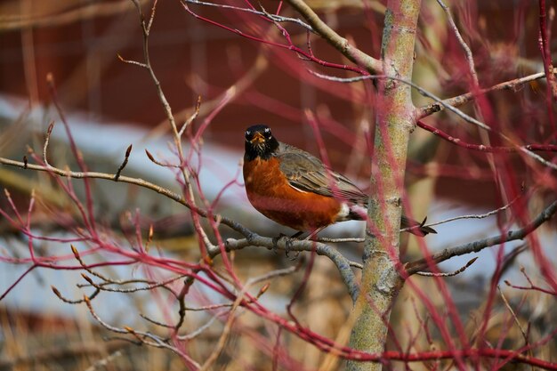 Photo this photo session captures the grace and beauty of the american robin in its natural habitat