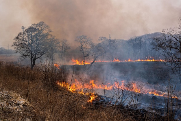 This photo shows a forest fire in Russia The forest is on fire