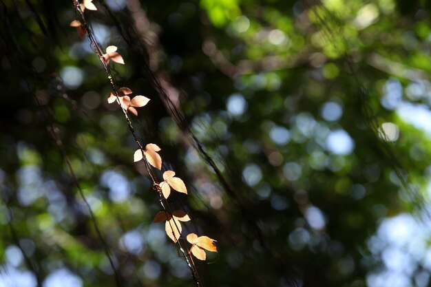 This picture is a backlit leaf.