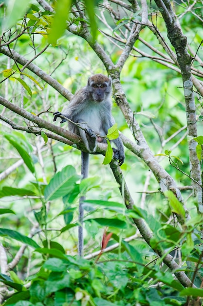 This picture tells a longtailed monkey sitting on a tree branch