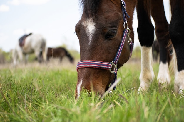 This pinto horse eats green grass