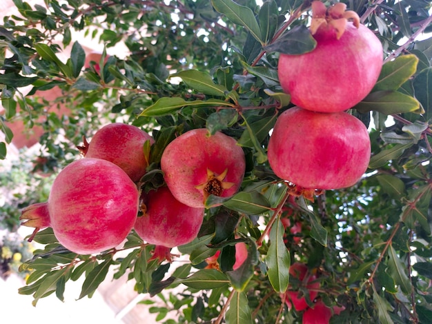 This variety of pomegranate is quite rosator