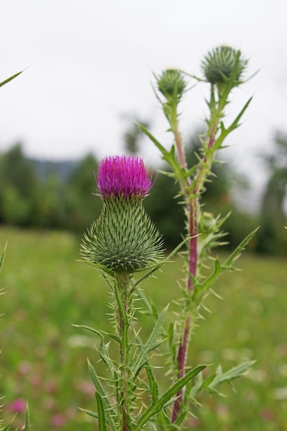 Thistle flower acanthus thistle is a flowering plant symbol of Scotland