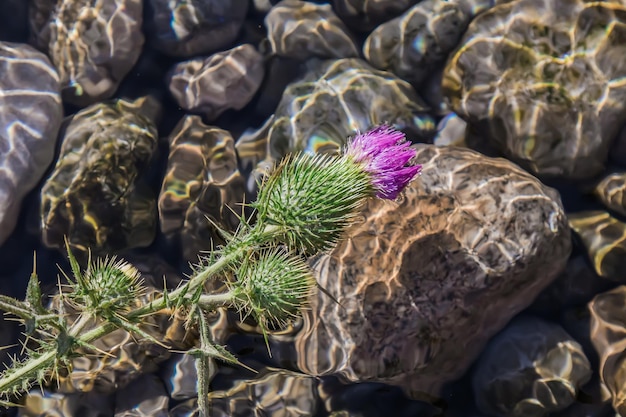 Thistle flower against the background of a spring closeup