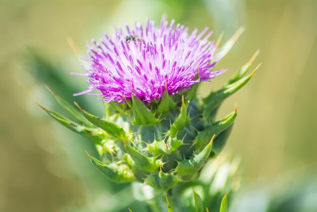 Thistle flower with an insect above