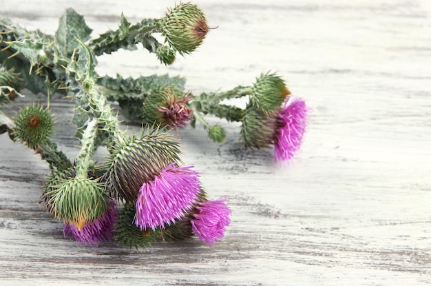 Thistle flowers on wooden background