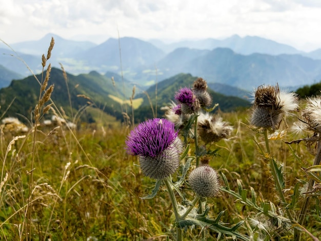 Thistle is the common name of a group of flowering plants characterised