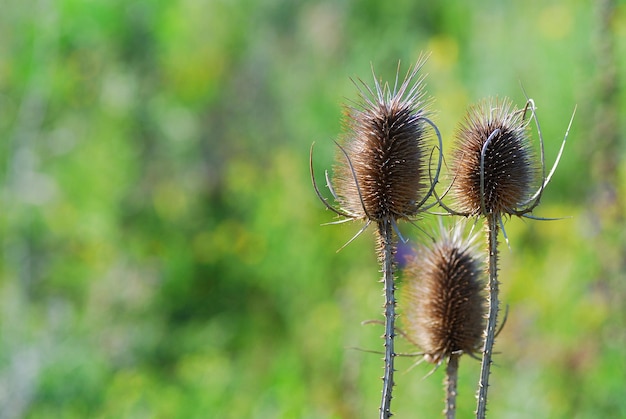 Thistles