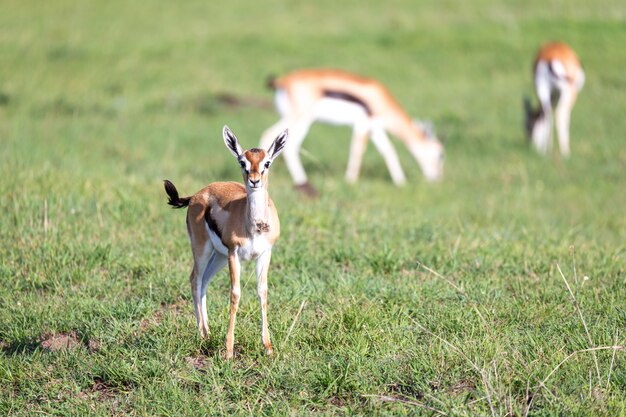 Thomson gazelles in the middle of a grassy landscape in the Kenyan savanna