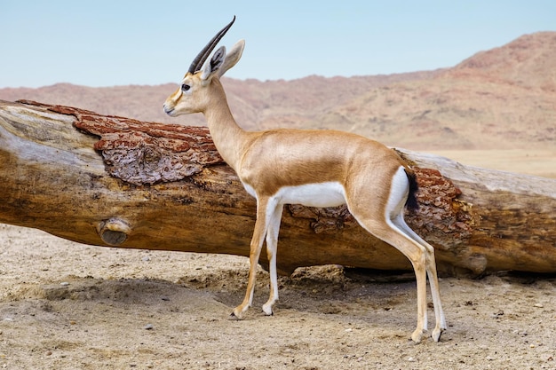 Thomson's gazelle next to a large tree fallen in the African savannah