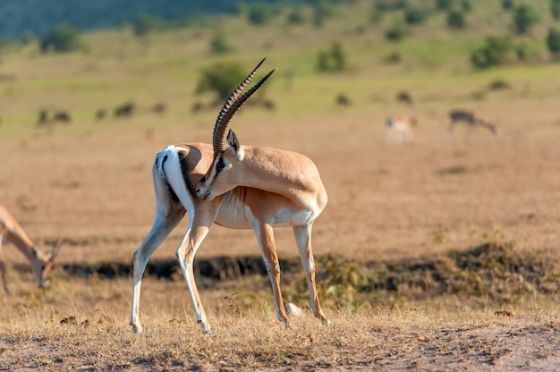 Thomson's gazelle on savanna in National park of Africa