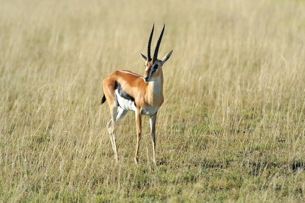 Thomson's gazelle on savanna in National park. Kenya, Africa