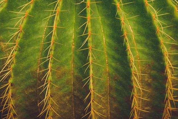 thorn cactus texture