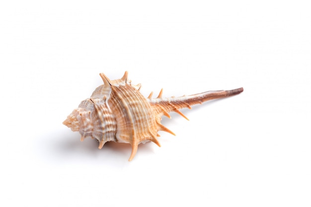 Thorn conch seashell on a white background