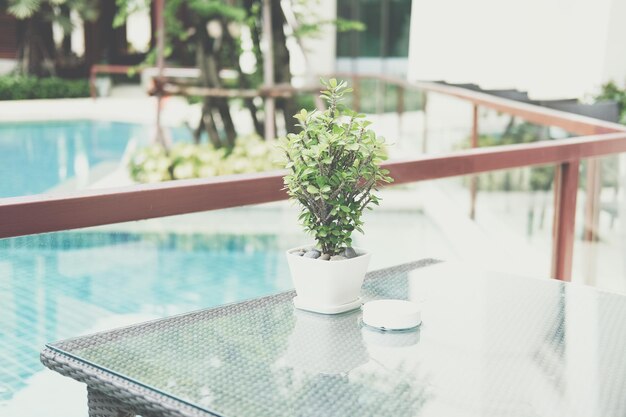 Photo thorn plant in pot decorating on table near swimming pool in hotel resort