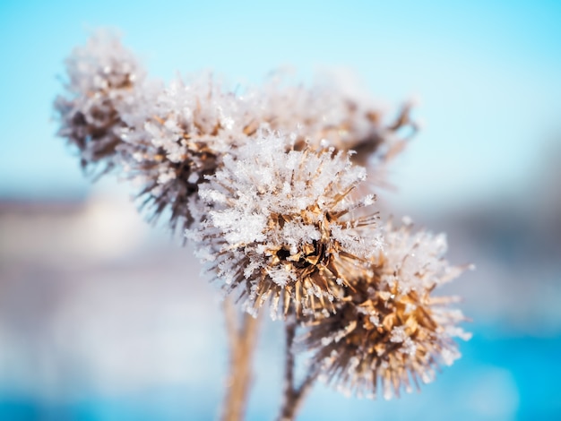 Thorn plant with first snowflakes