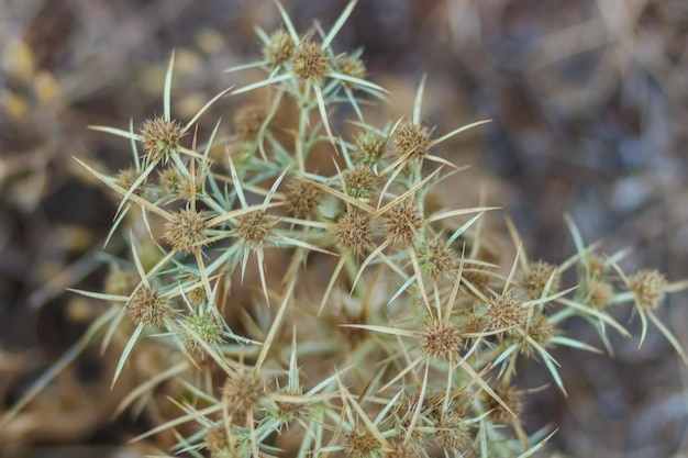 Thorns in the Demerdzhi area in the Crimea