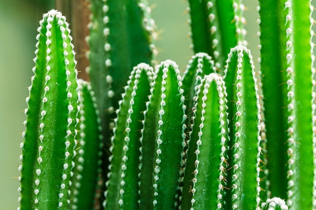 thorns of macro cactus,Thorns texture background. Thorn cactus, close-up