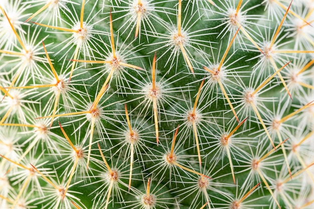 Thorns of macro cactus,Thorns texture background. Thorn cactus, close-up