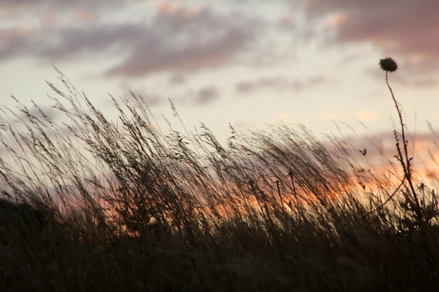 Thorns and plants at sunset