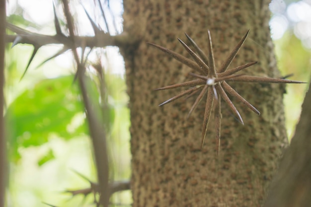 Thorns prickly trees