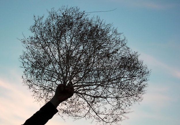 Thorny dry bush holds in hand towards the sky