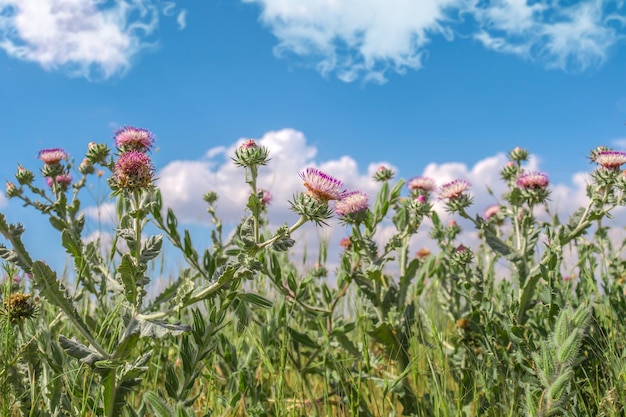 Thorny flowering plant milk thistle in nature against the sky