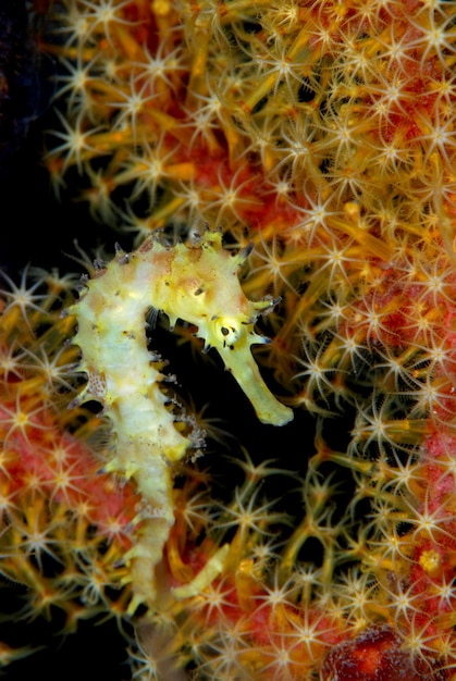 Thorny Seahorse - Hippocampus histrix. Underwater macro life of Tulamben, Bali, Indonesia.