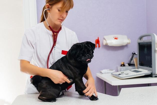 A thoroughbred black dog of the Dachshund breed is examined and treated at a veterinary clinic.