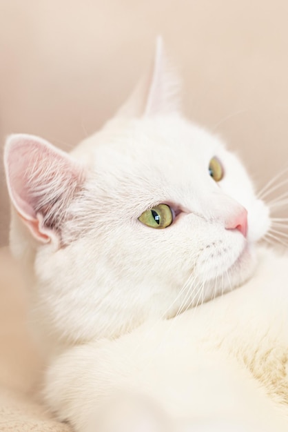 A thoroughbred cat A white British cat Portrait Animal themes Pets