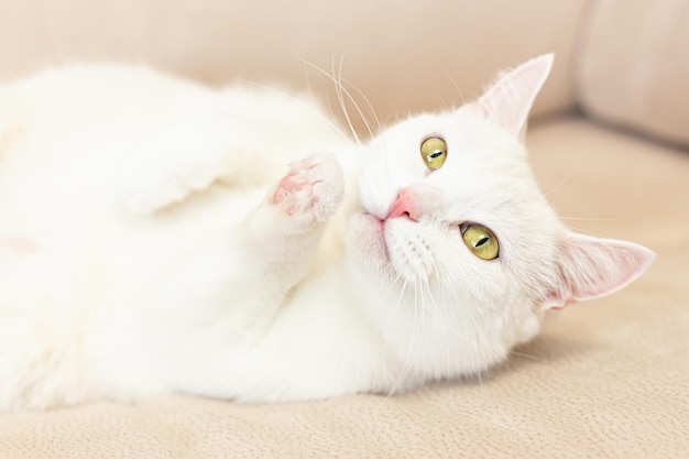 A thoroughbred cat A white British cat Portrait Pets A greeting card