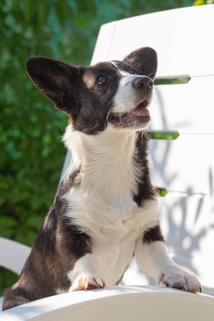 A thoroughbred dog Welsh corgi Pembroke Pets in nature