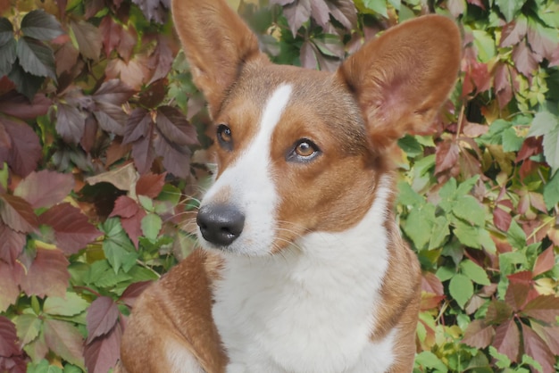 A thoroughbred dog Welsh Corgi Pembroke Portrait Pets