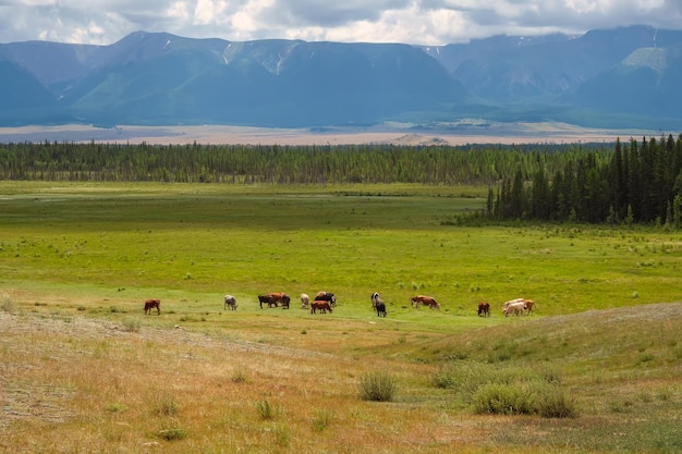 Thoroughbred herd of cows resting in the distance Alpine cows grazing green wet slope of highlands Group of cows in the distance on a summer pasture against the background of mountains