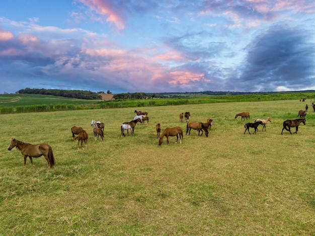 Thoroughbred horses grazing at sunset in a field.