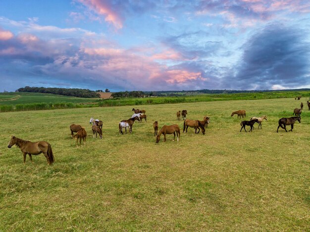 Thoroughbred horses grazing at sunset in a field.