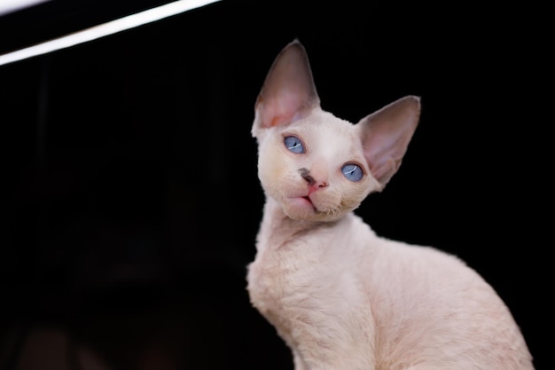 Thoroughbred kitten of white color Devon Rex breed on a black background