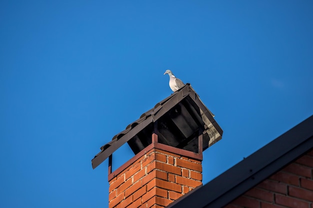 Thoroughbred pigeon The bird is sitting on the chimney A pigeon is watching around