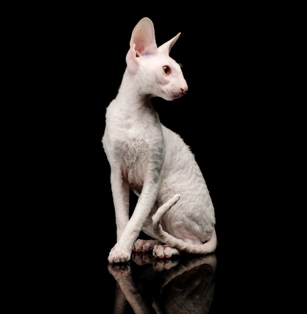 Thoroughbred White Cornish Rex Cat on black.