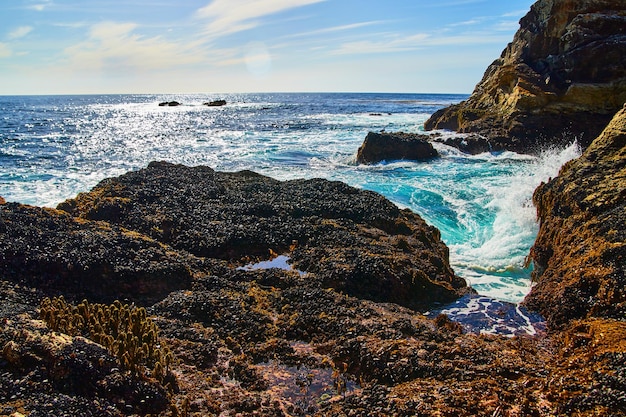 Thousands of mussels by tide pools and ocean on coastal rocks