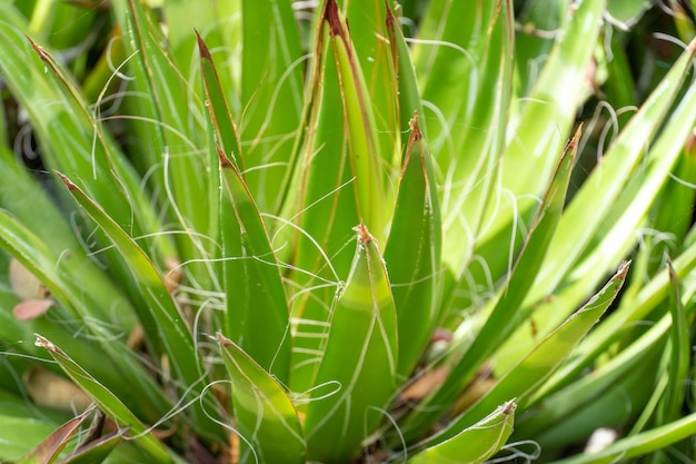 Thread Agave Agave filifera also commonly known as Threadleaf Agave or Hairy Agave from Mexico