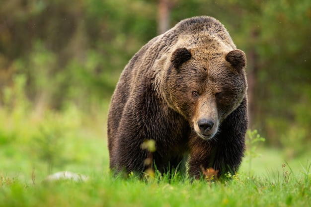 Threatening brown bear male approaching from front view on meadow in High Tatras