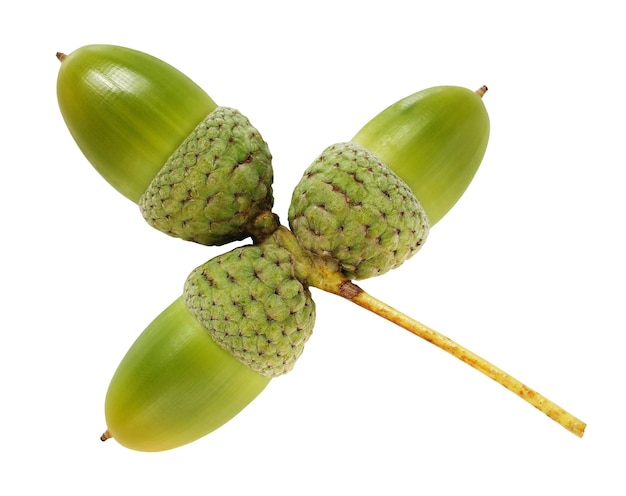 Three acorns isolated on a white background with a clipping path. green oak seeds.