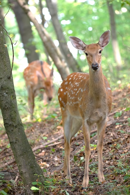 Three alert deer on a slope in the woods. Male female and little deer.