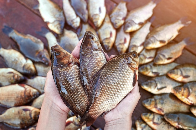 Three are fresh caught river fishes in hands Caught carp fish on wood Catching freshwater fish